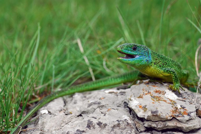 Dinosaurier im Miniformat: Eidechsenarten der Schweiz