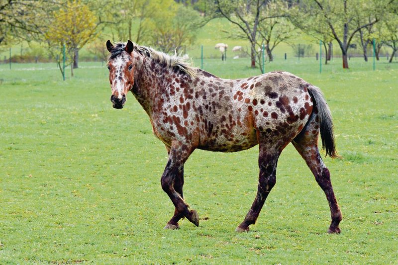 Appaloosa-Pferd.