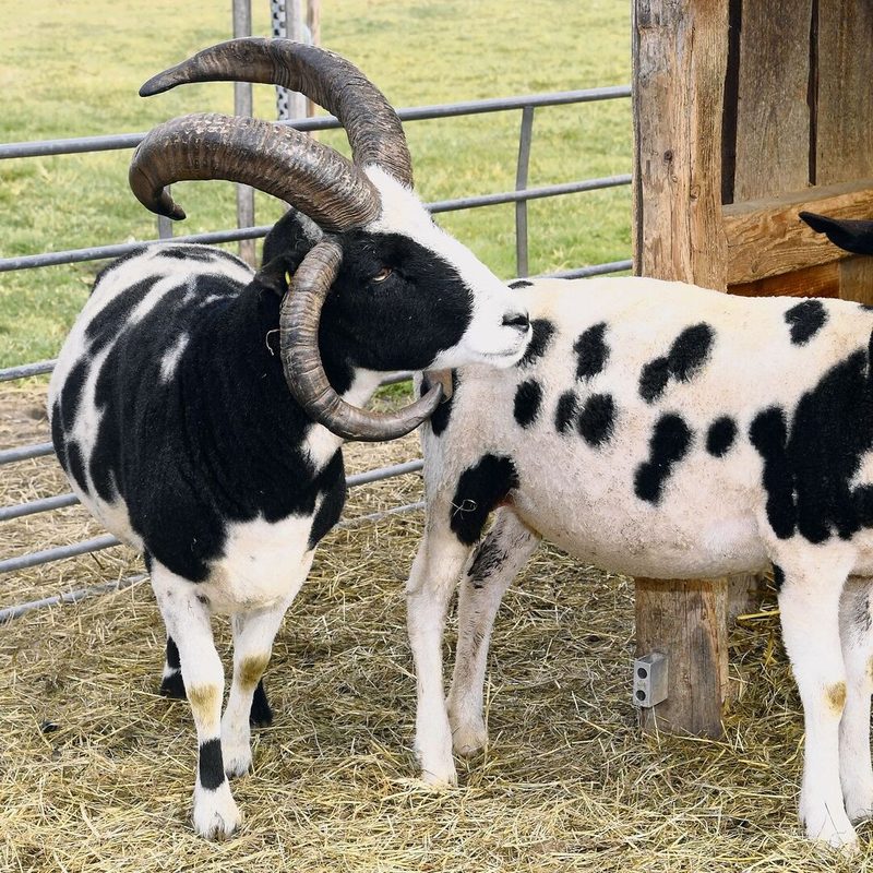 Jakobsschaf.