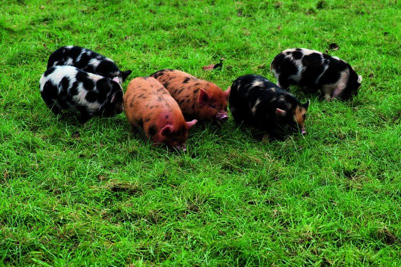 Schweine