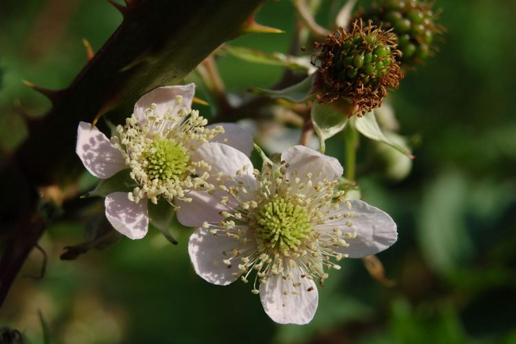 Eine Rarität: Die Farnblättrige Brombeere