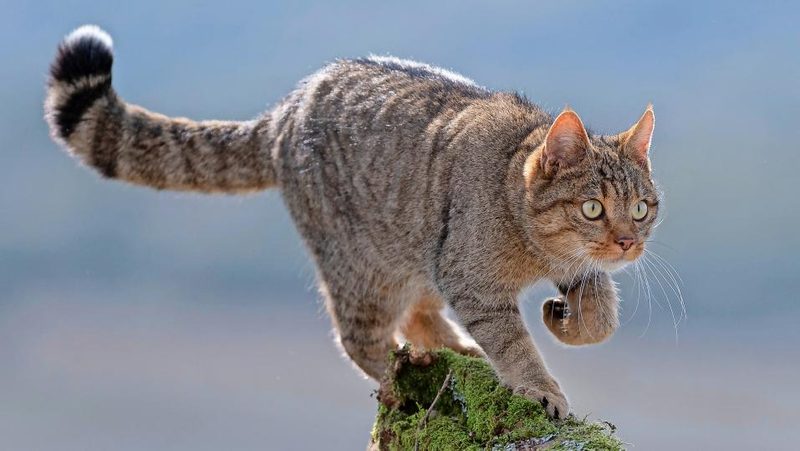 Wildkatze läuft über Baumstumpf