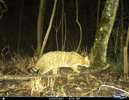 Wildkatze tappt in Fotofalle