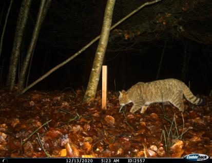 Wildkatze tappt in Fotofalle
