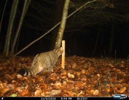 Wildkatze tappt in Fotofalle