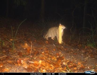 Wildkatze tappt in Fotofalle