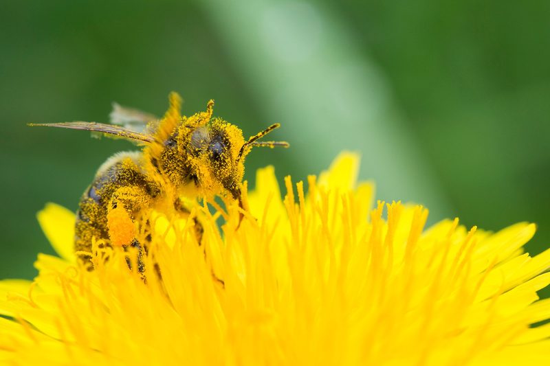 Des einen Leid ist des anderen Freud: Bienen sammeln den Blütenstaub der Pflanzen ein. Ihnen dienen die Pollen als Nahrung.