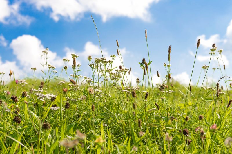 Bei den einen sind es Bäume, bei den anderen Kräuter. Die meisten Menschen reagieren aber auf Pollen, nämlich ganze 70 Prozent der Allergiker.