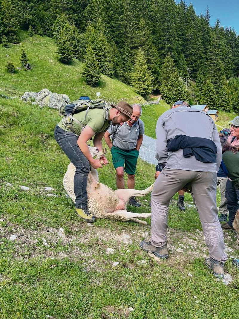 David Gerke instruiert die Kursteilnehmenden wie ein Schaf korrekt auf den Rücken umgesetzt wird, damit sein Gesundheitszustand kontrolliert oder eine Behandlung durchgeführt werden kann.