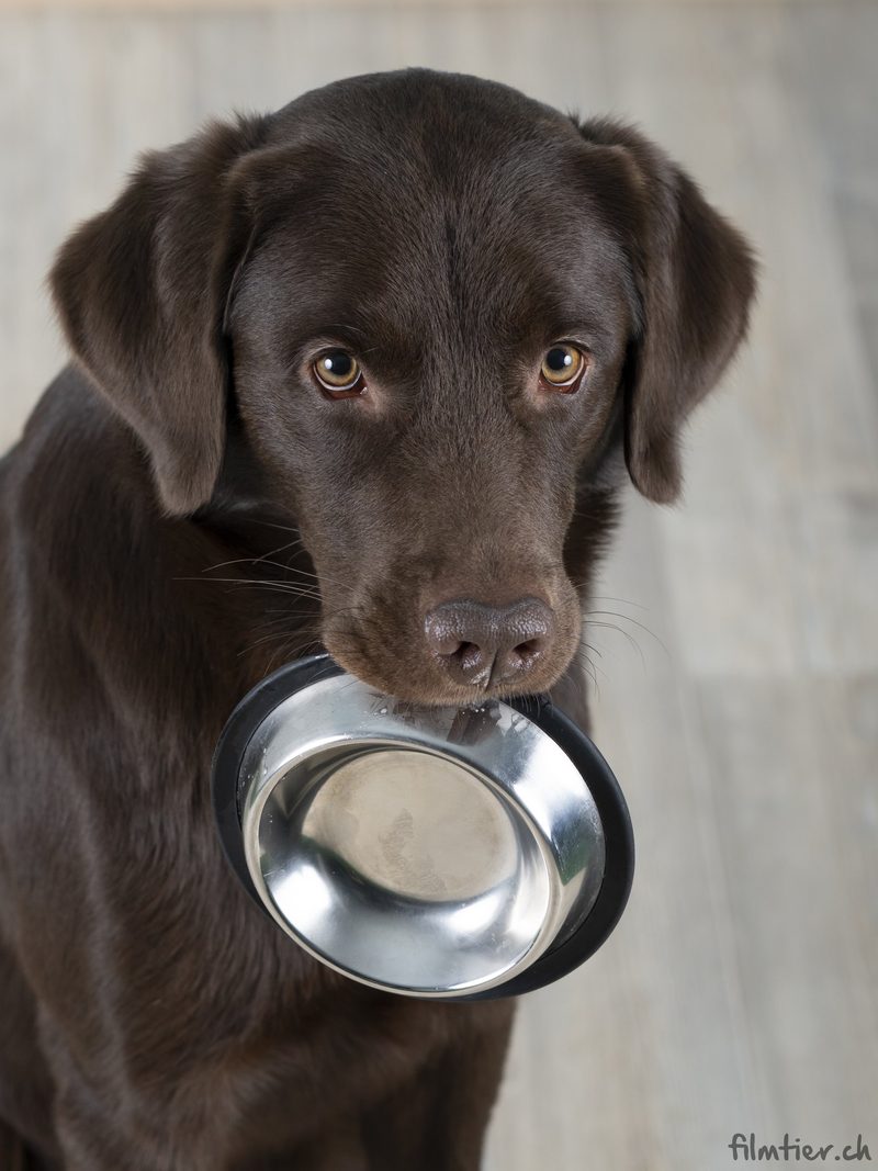 Hunde vor der Kamera