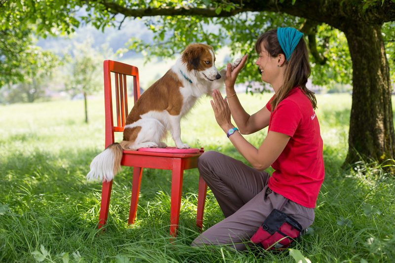 Hunde vor der Kamera
