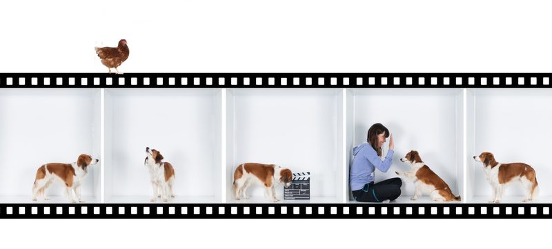 Hunde vor der Kamera