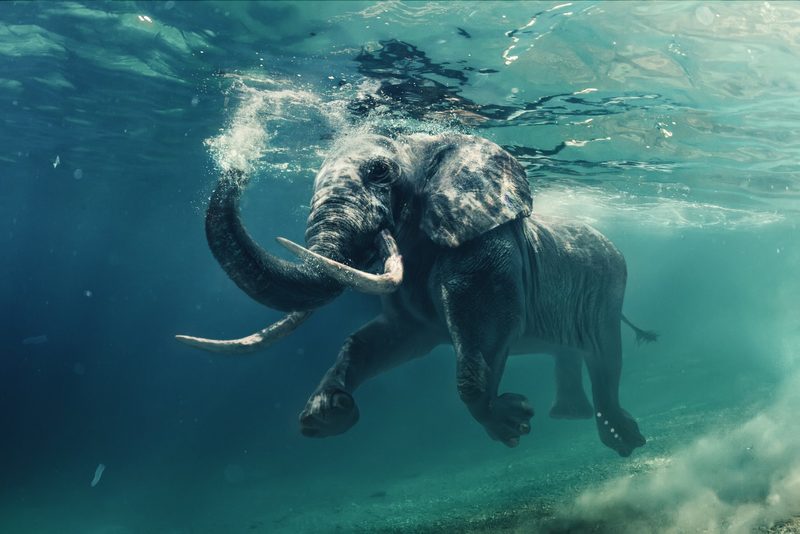 Ist das Schwimmen bei Tieren angeboren oder nicht?