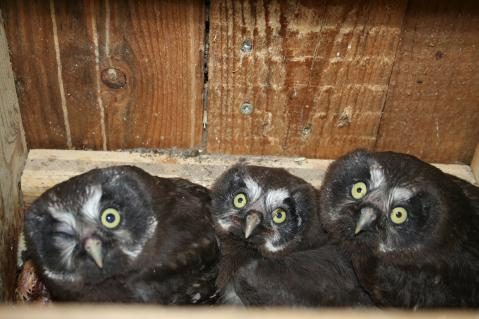 Jungvogel.JPG