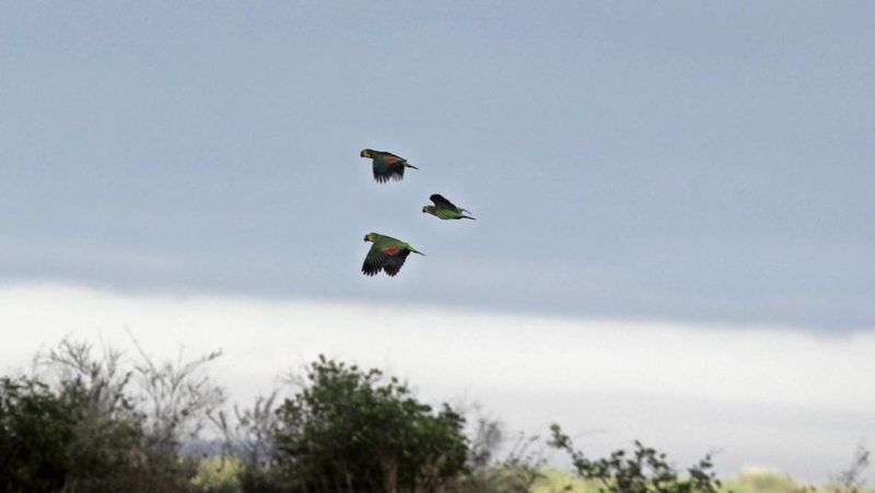 Blaustirnamazonen fliegen
