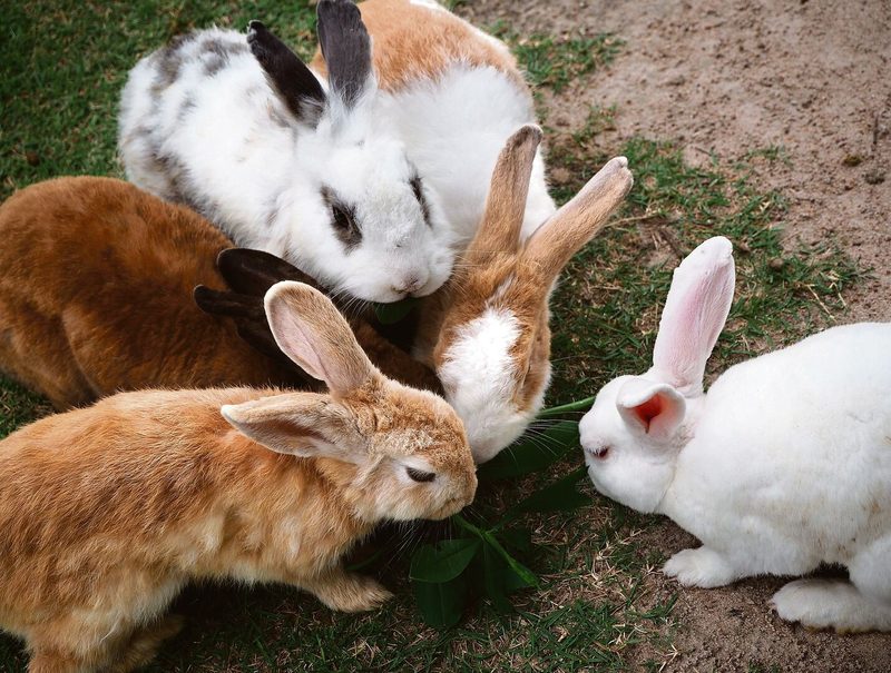 Rabbits