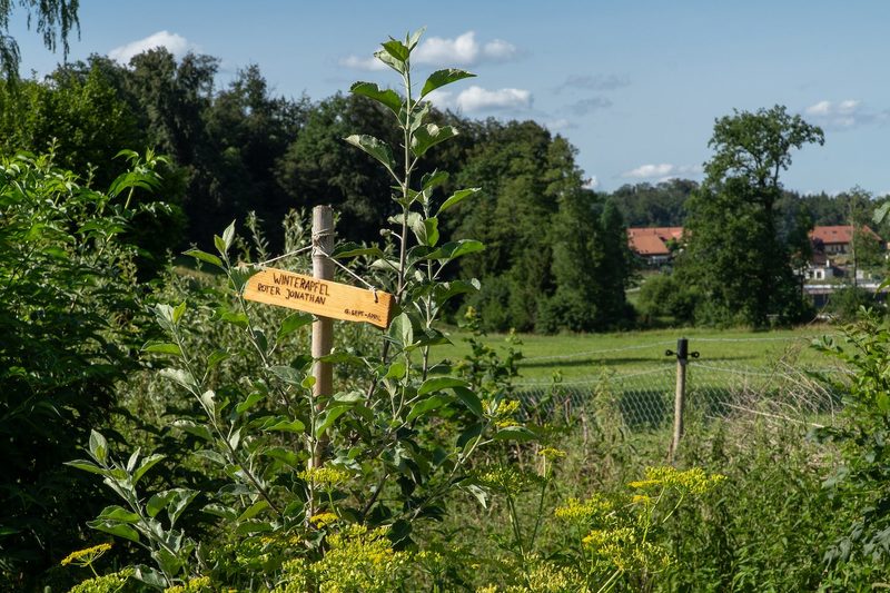 Der Biodiversitätsaward geht nach Ulmiz
