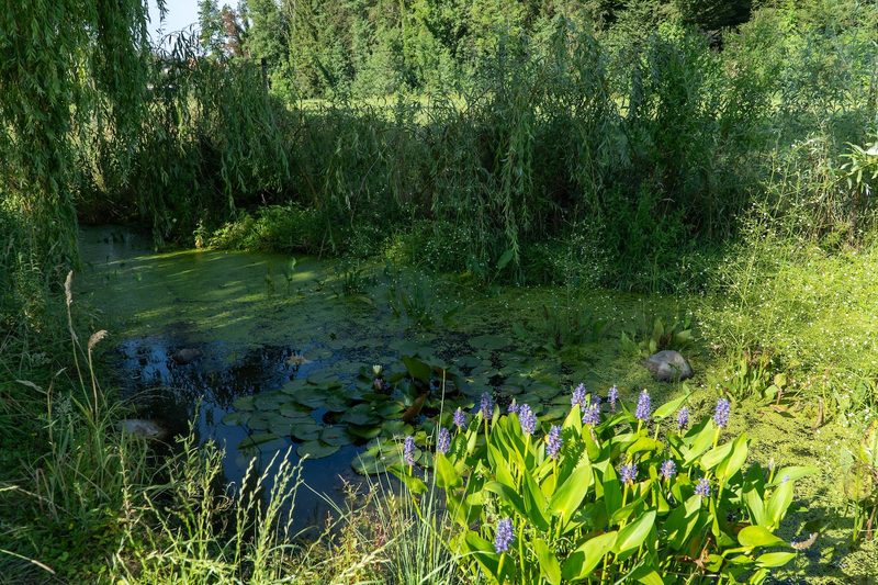 Der Biodiversitätsaward geht nach Ulmiz