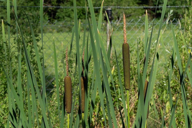 Der Biodiversitätsaward geht nach Ulmiz