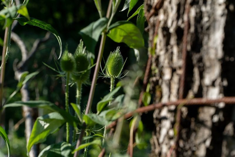 Der Biodiversitätsaward geht nach Ulmiz