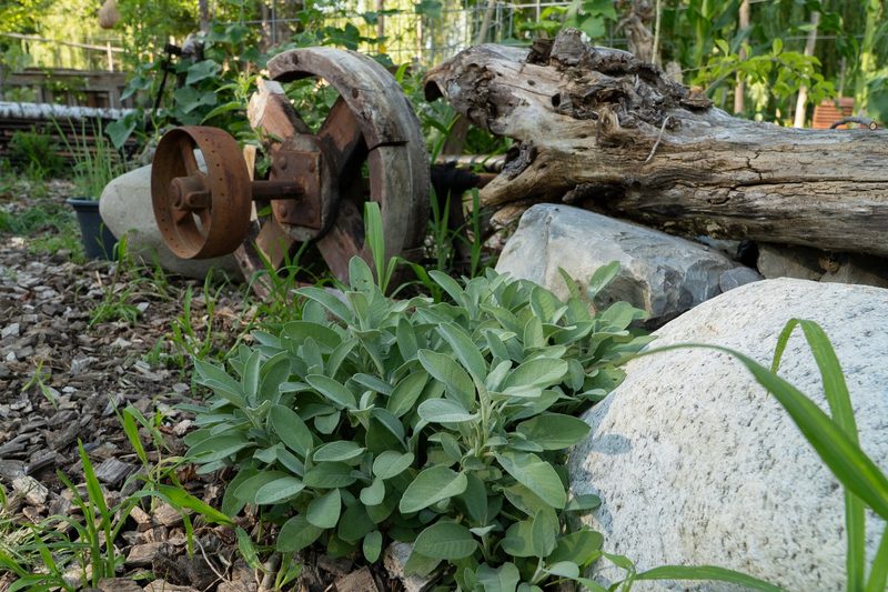 Der Biodiversitätsaward geht nach Ulmiz