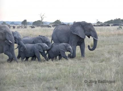 01-chobe-elefanten.jpg