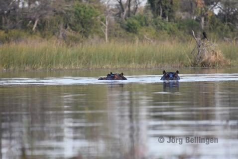 13-ocavango-hippos.jpg