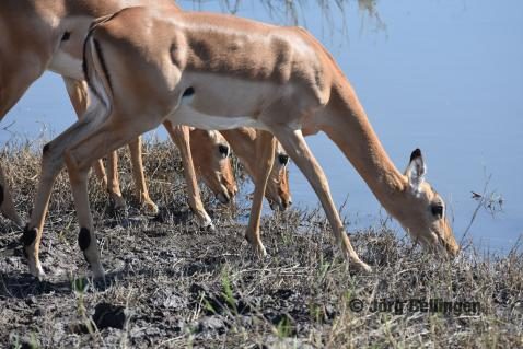 10-chobe-impalas.jpg