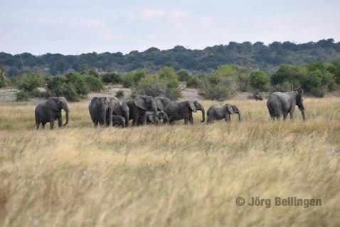 02-chobe-elefanten.jpg