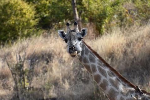 08-chobe-giraffe.jpg