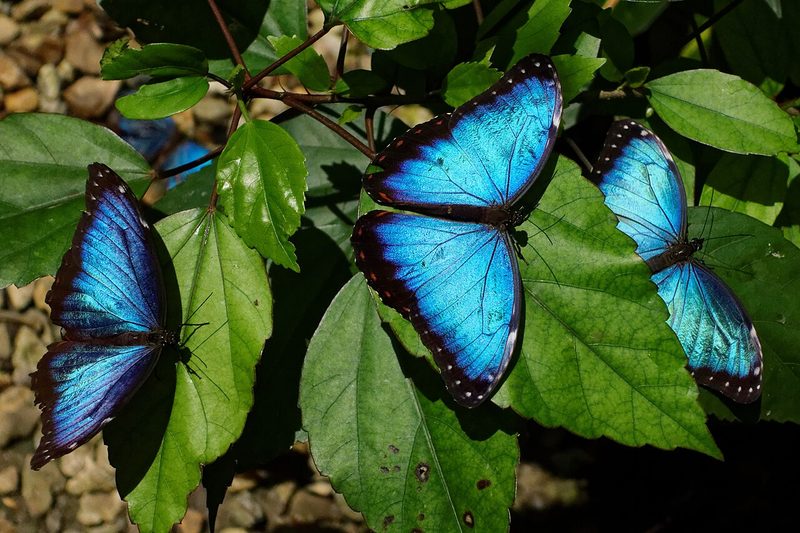 Viel mehr Insekten als gedacht: Forschende schätzen bis zu 30 Millionen Arten weltweit