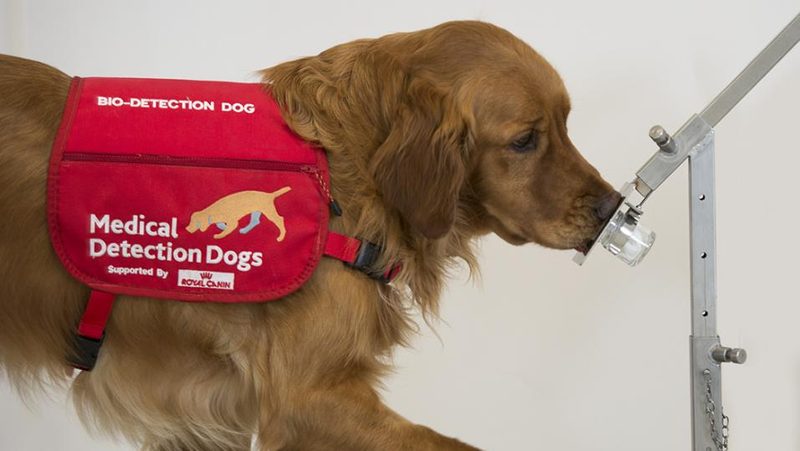 Corona-Spürhund bei der Ausbildung