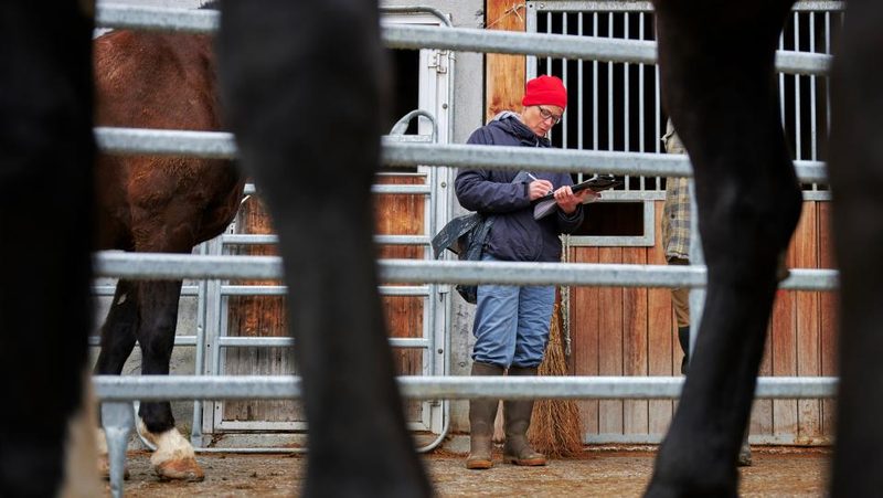 Tierschutzkontrolleurin auf Bauernhof, im Vordergrund Pferdebeine
