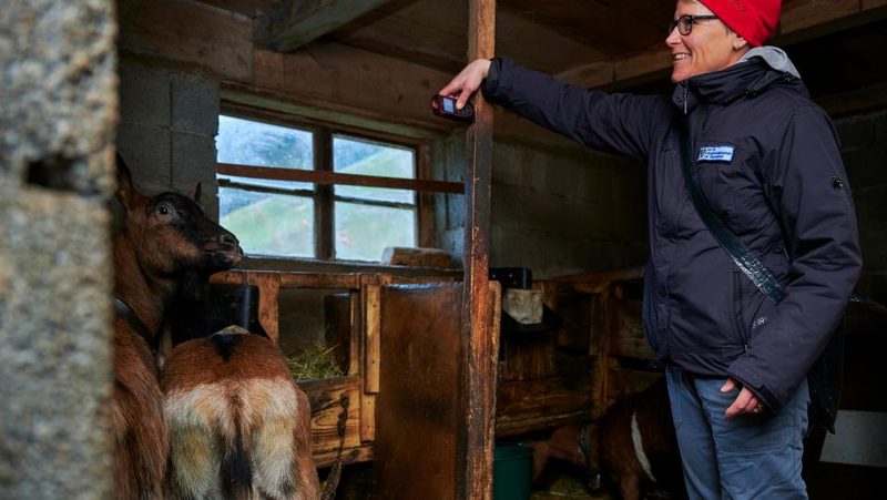 Messen bei den Geissen bei der Tierschutzkontrolle