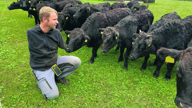 Unter Stieregrinde