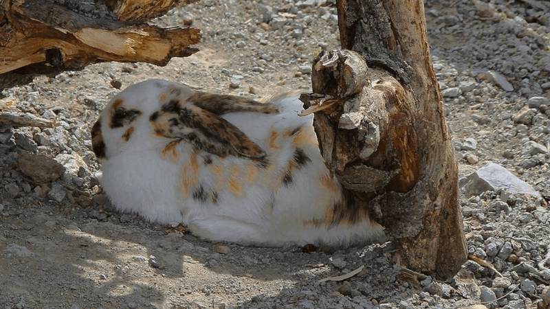 Der vielfältige Bauernhof im Tierpark Goldau