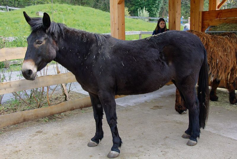 Sie alle leben auf dem Bauernhof in Goldau: Alpenschwein, Evolèner Kalb, Dreifarben-Kleinschecken-Kaninchen und Maultier.