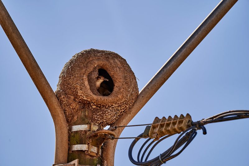 Die kreativsten Brutplätze der Vogelwelt