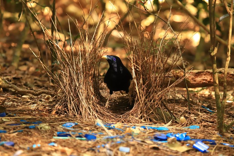 Die kreativsten Brutplätze der Vogelwelt