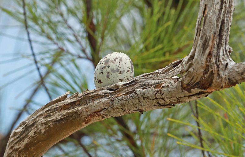 Die kreativsten Brutplätze der Vogelwelt