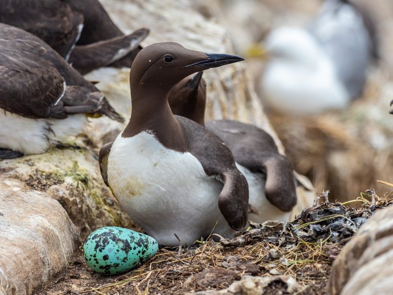 Die kreativsten Brutplätze der Vogelwelt