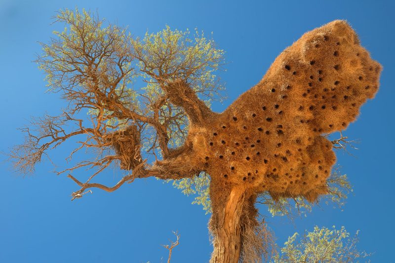 Die kreativsten Brutplätze der Vogelwelt