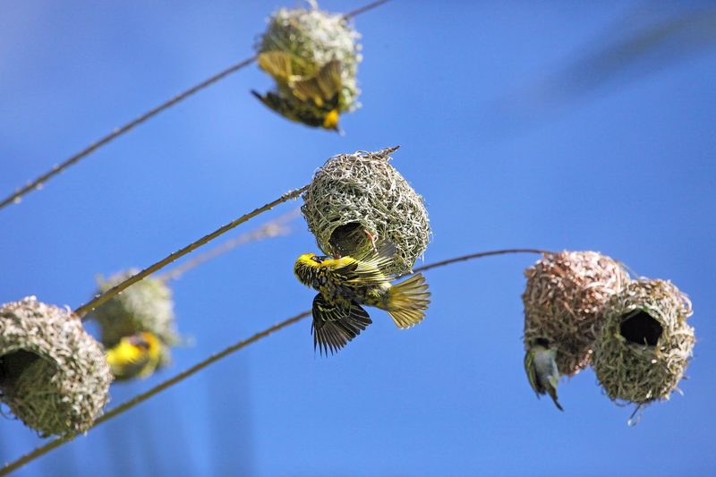 Die kreativsten Brutplätze der Vogelwelt