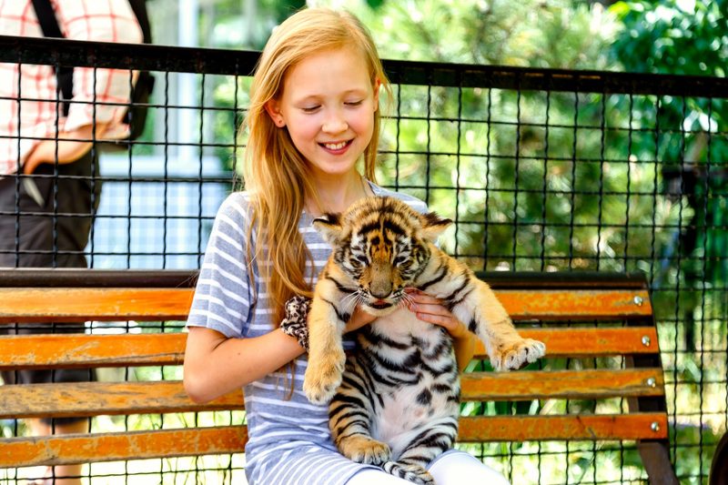Die USA wollen private Raubkatzen-Zoos verbieten
