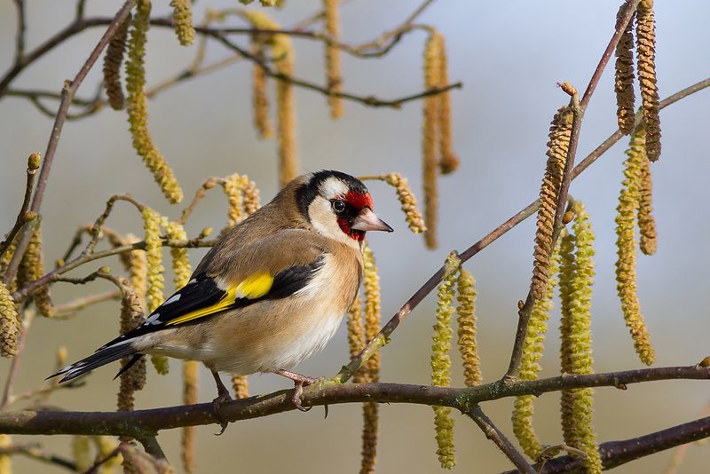 12 Schweizer Vogelarten, die Sie kennen sollten