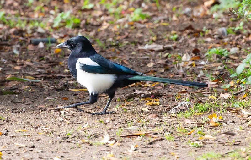 12 Schweizer Vogelarten, die Sie kennen sollten