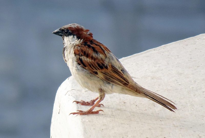 12 Schweizer Vogelarten, die Sie kennen sollten