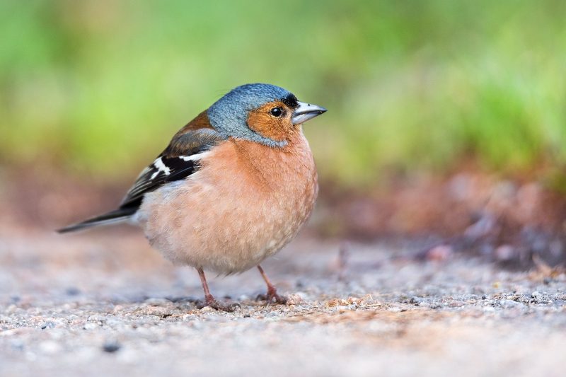 12 Schweizer Vogelarten, die Sie kennen sollten