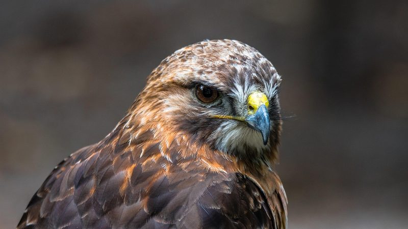 12 Schweizer Vogelarten, die Sie kennen sollten
