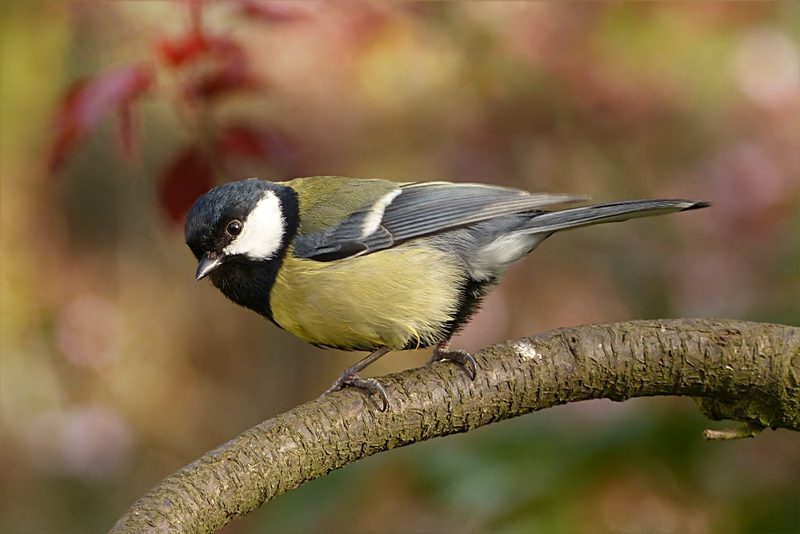 12 Schweizer Vogelarten, die Sie kennen sollten